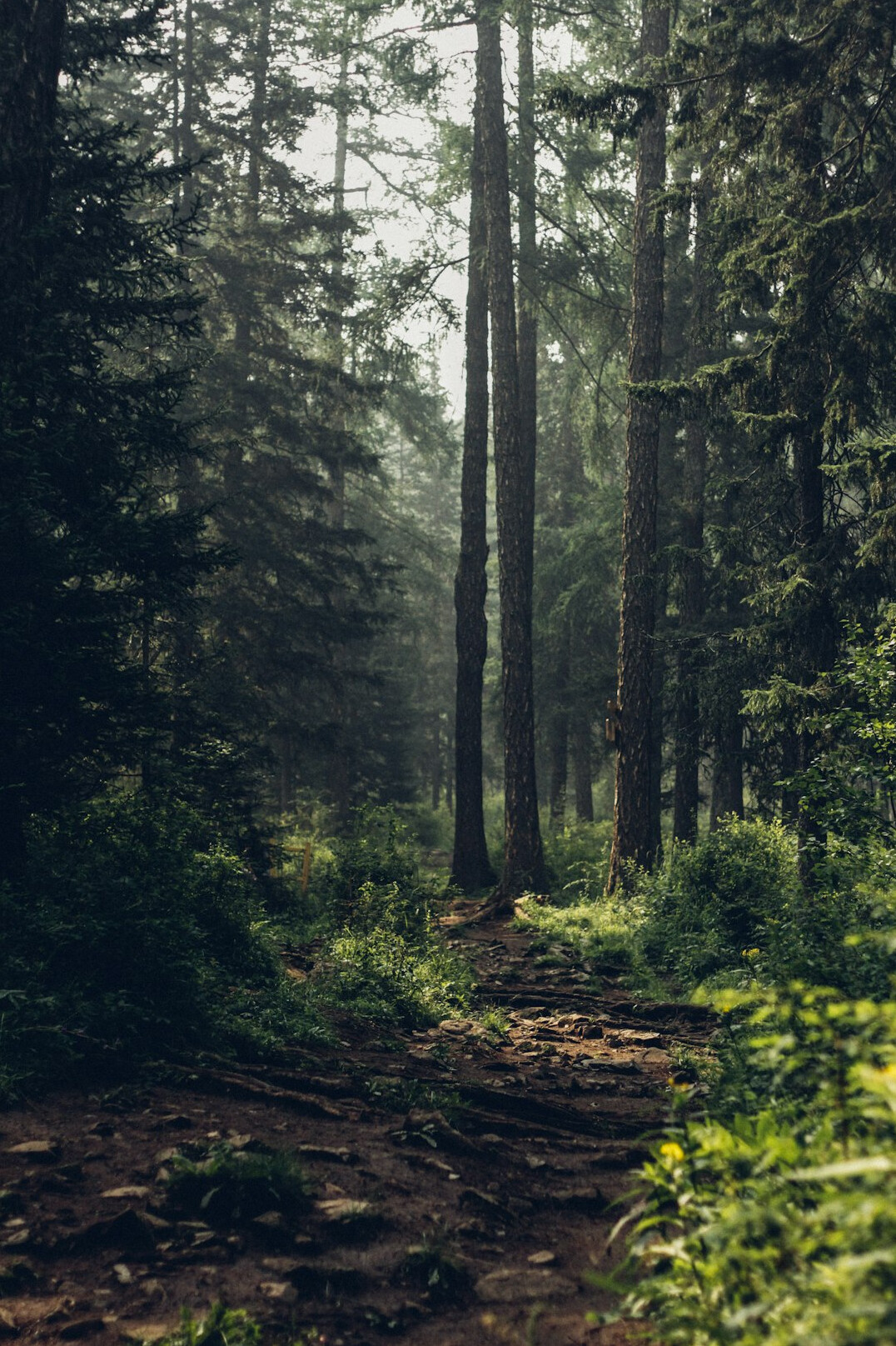 foggy forest path